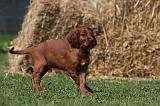 SETTER IRLANDAIS 170